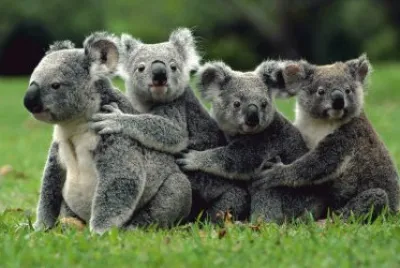 Koalas
