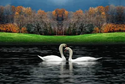 Swans