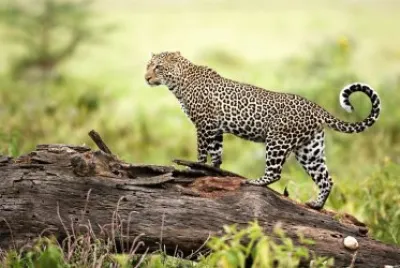 Leopard
