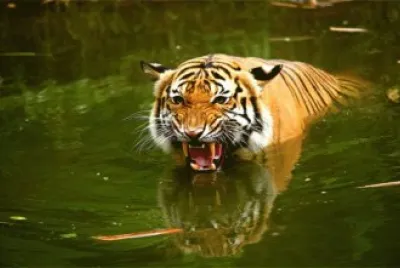 Swimmiing Tiger jigsaw puzzle