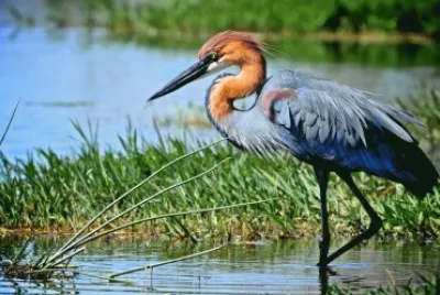 Heron