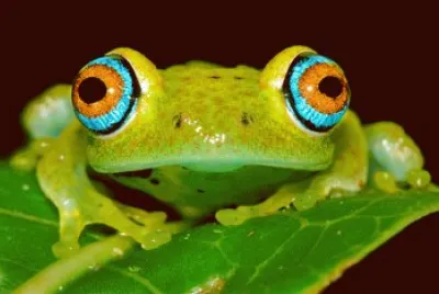Frog jigsaw puzzle
