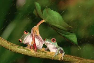 Frogs