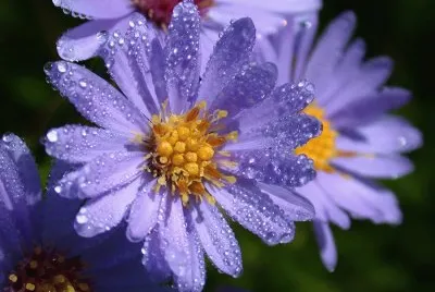 Purple Wildflower