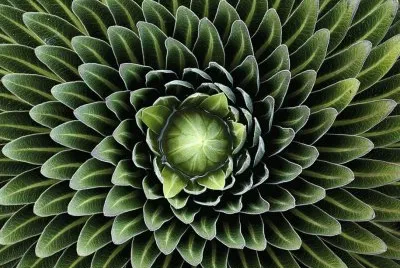 פאזל של Nature Pattern