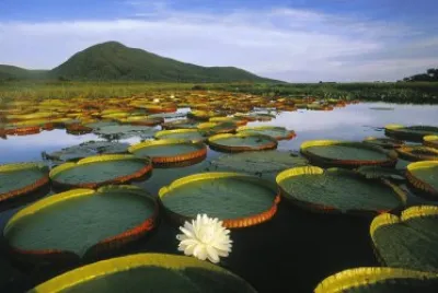 Lilypads jigsaw puzzle