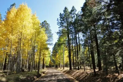 coconino-forest-arizona