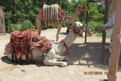 Tiere