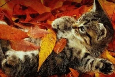 Tiere