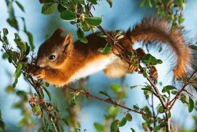 Tiere jigsaw puzzle