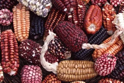 Peruvian Corn