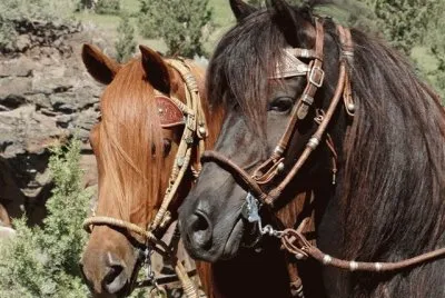 Peruvian Paso Stallion