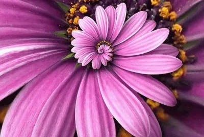 Purple Flower