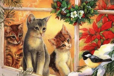 gatos