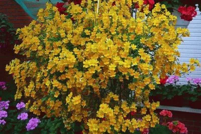 flor