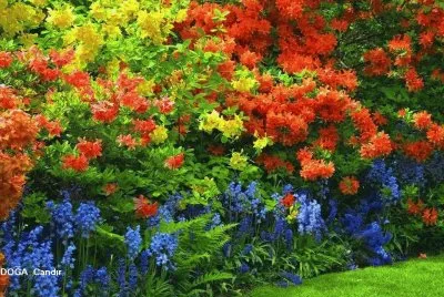 flores