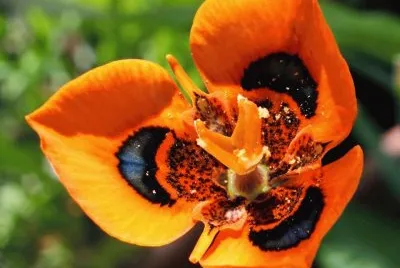 flor