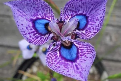 flor