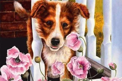 cachorro