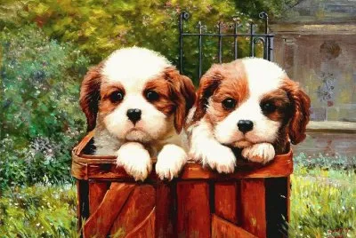 cÃ£ezinhos
