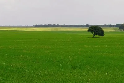 llanura