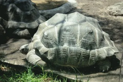 tortugas