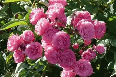 rosas