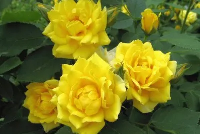 rosas