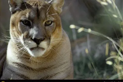 פאזל של Puma