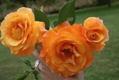 rosas