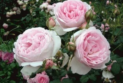 rosas