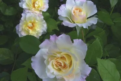 rosas