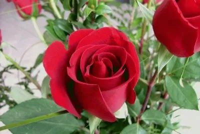 rosas