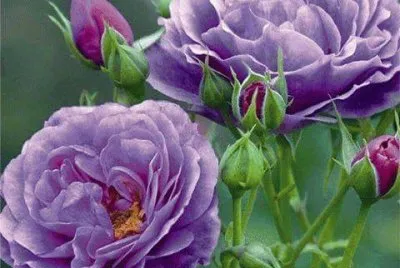 rosas