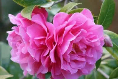 rosas