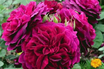 rosas