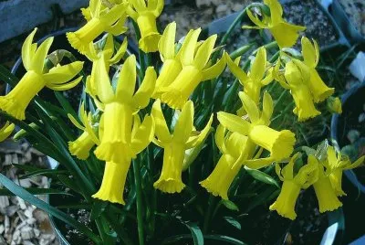 flores