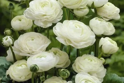 flores