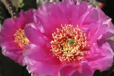flores