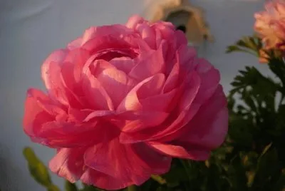 flores