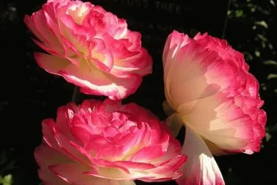 flores