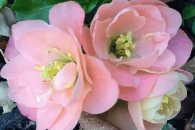flores