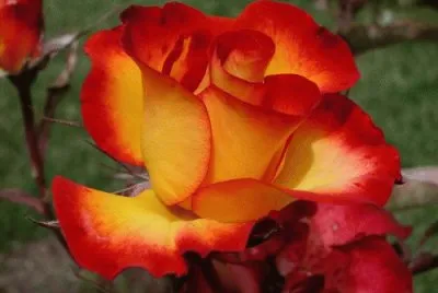 flores jigsaw puzzle