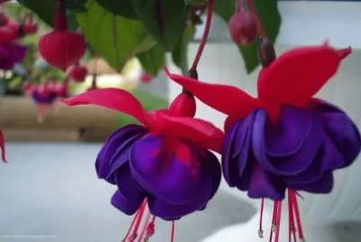flor