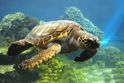 tortuga