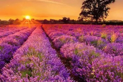Natureza