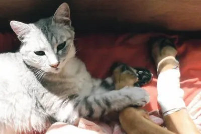 Une chatte compatissante
