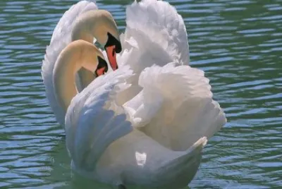 cisne