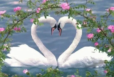 cisne