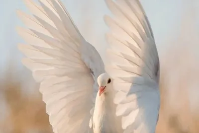 cisne